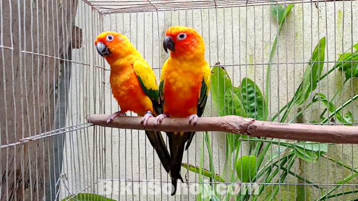 Sun conure breeding pair with paper